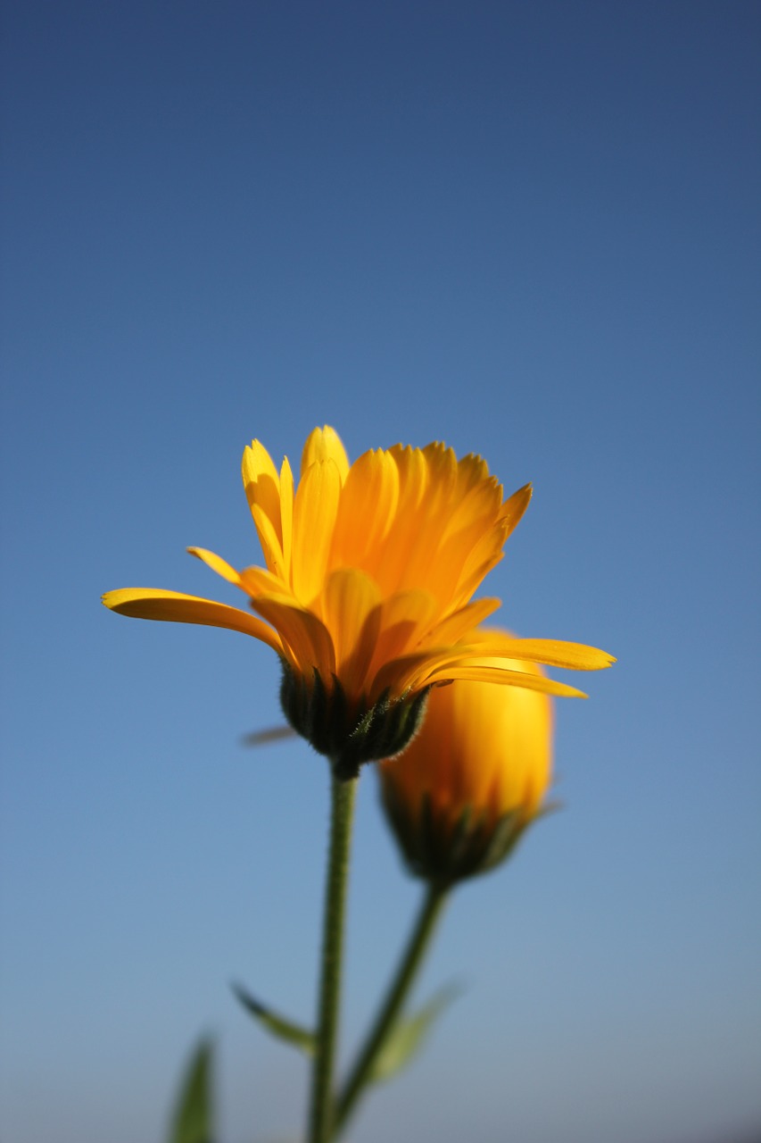 flower nature yellow free photo