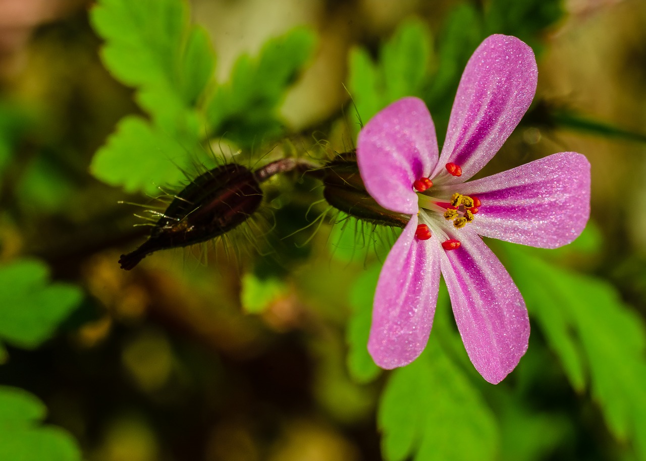 flower  macro  pink free photo