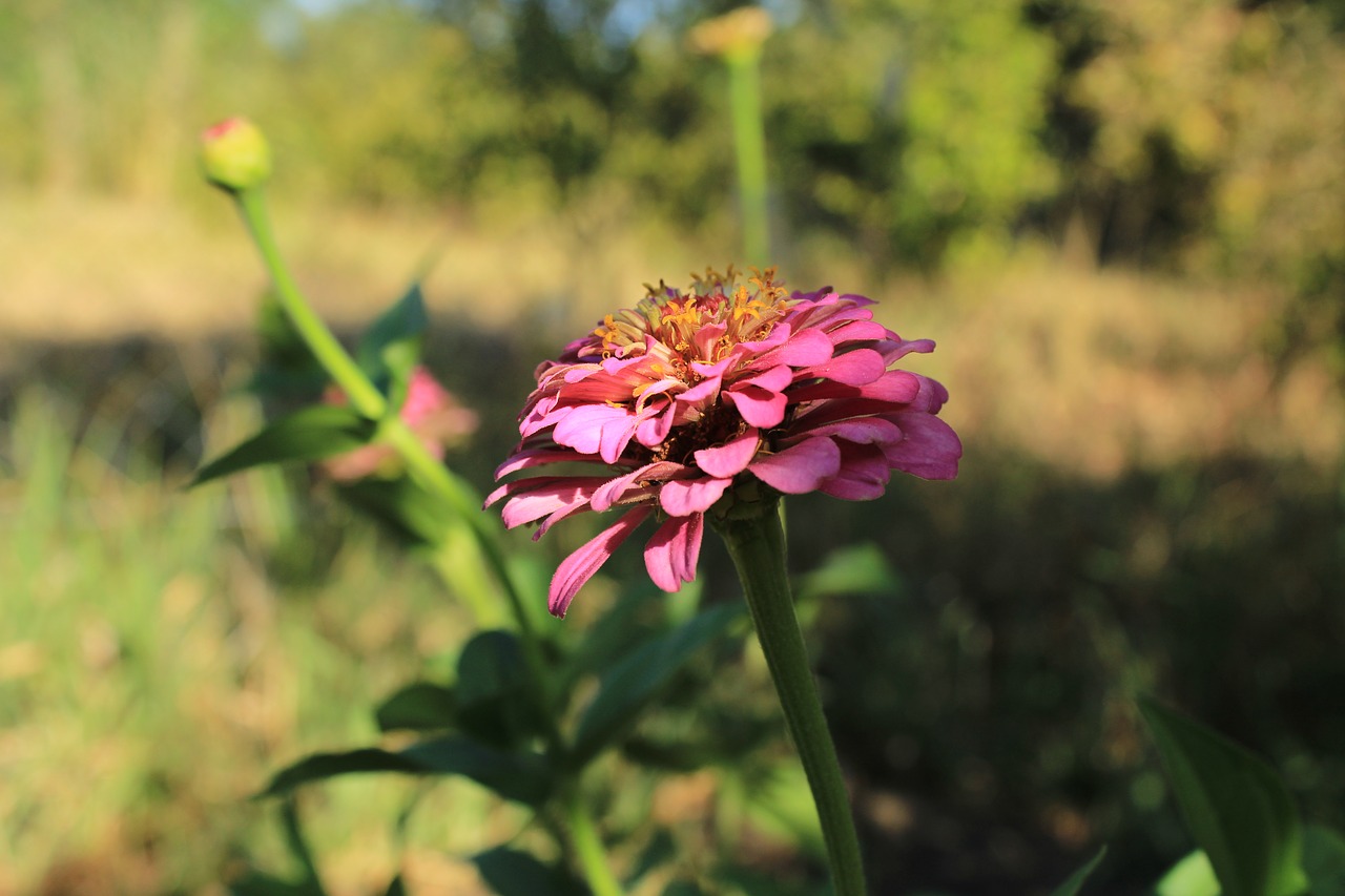 flower  landscape  nature free photo