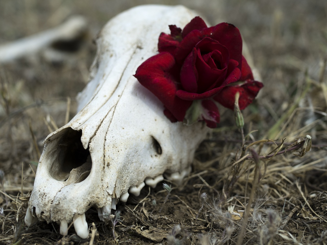 flower  skull  gothic free photo