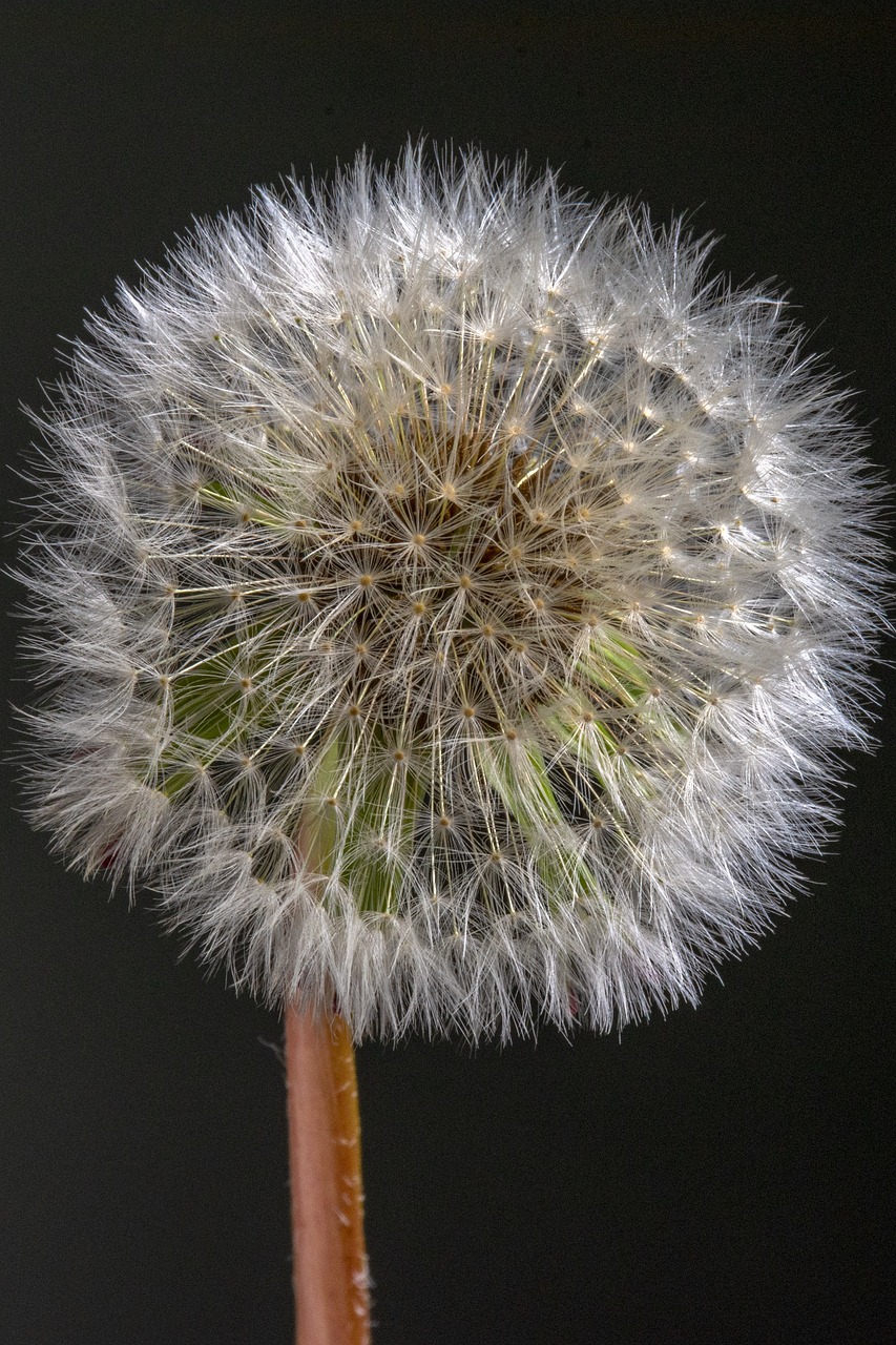 flower  dandelion  nature free photo