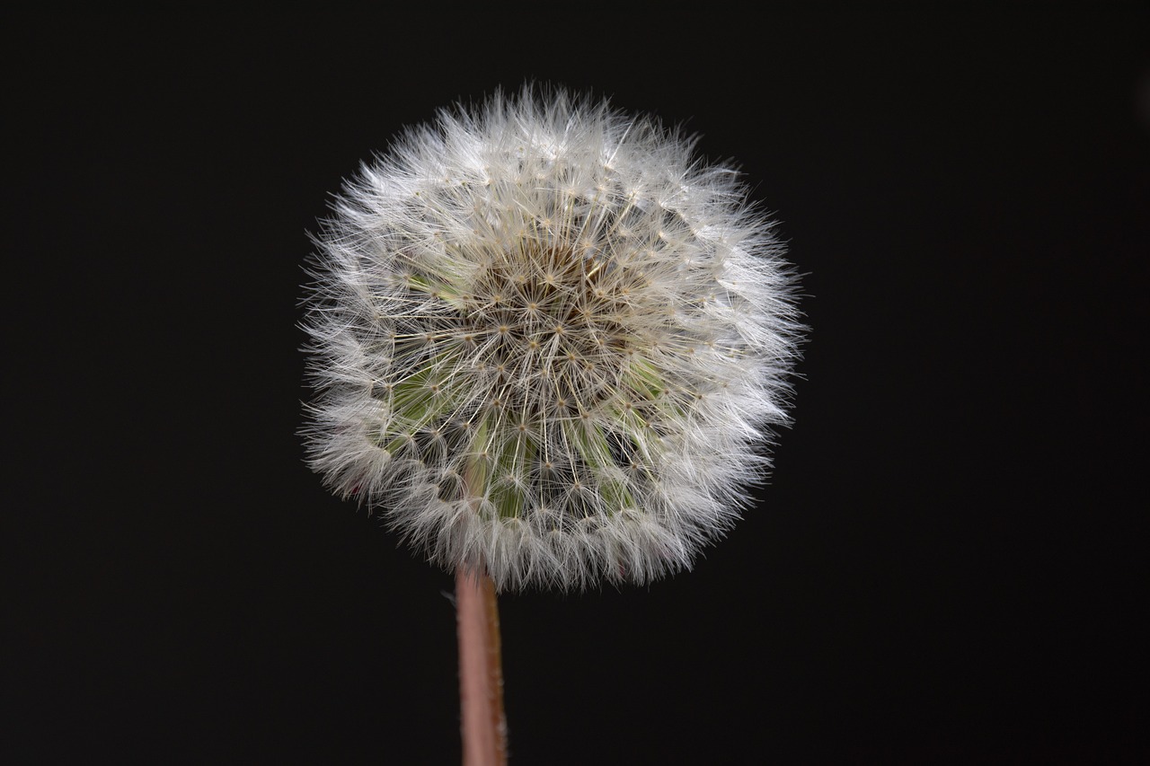 flower  dandelion  nature free photo