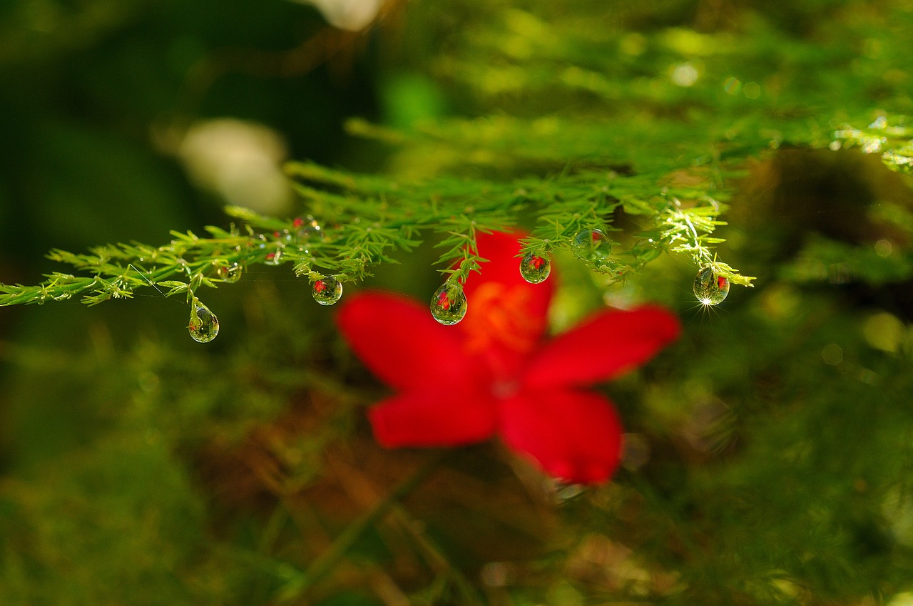 flower  waterdrop  plant free photo