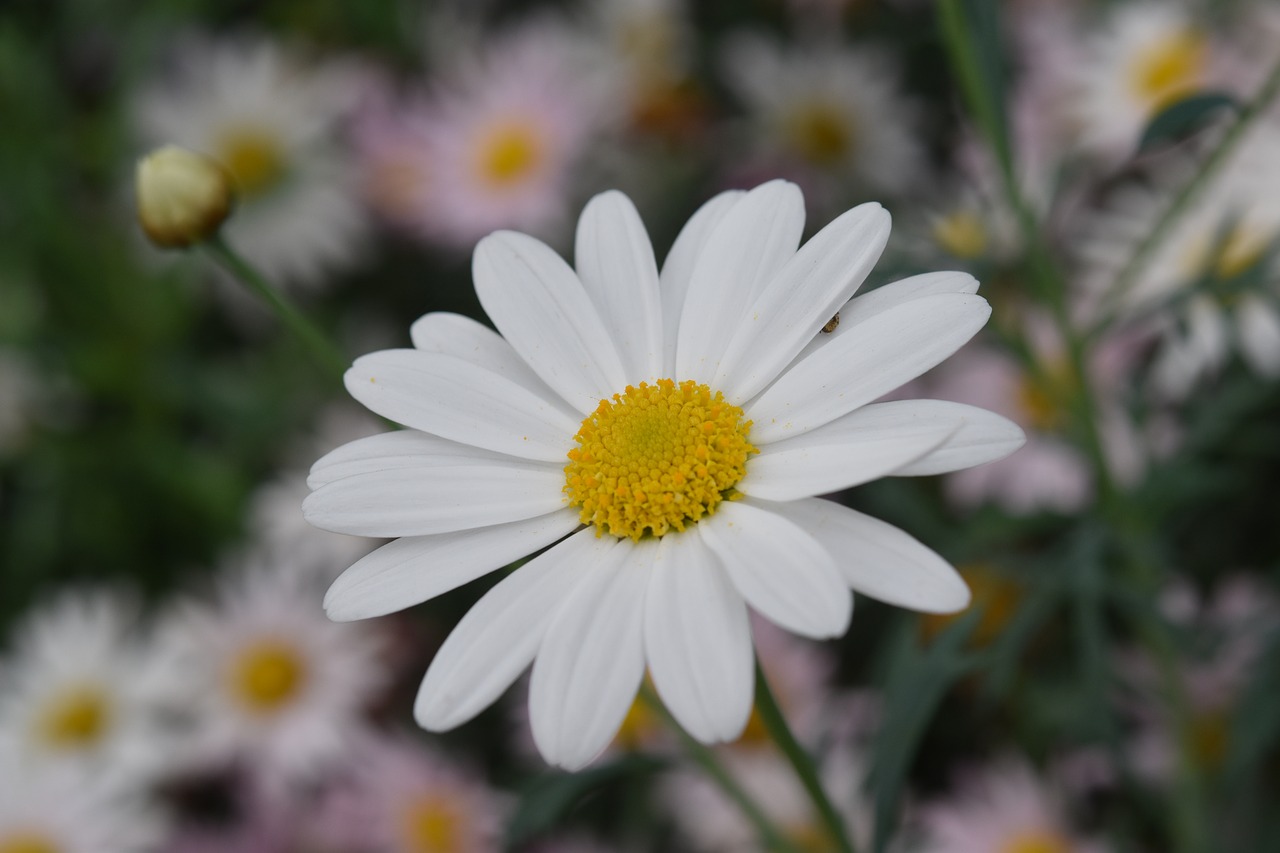 flower  flowers  white flower free photo