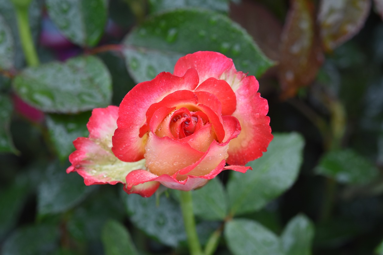 flower  pink flower  pink rain drops free photo