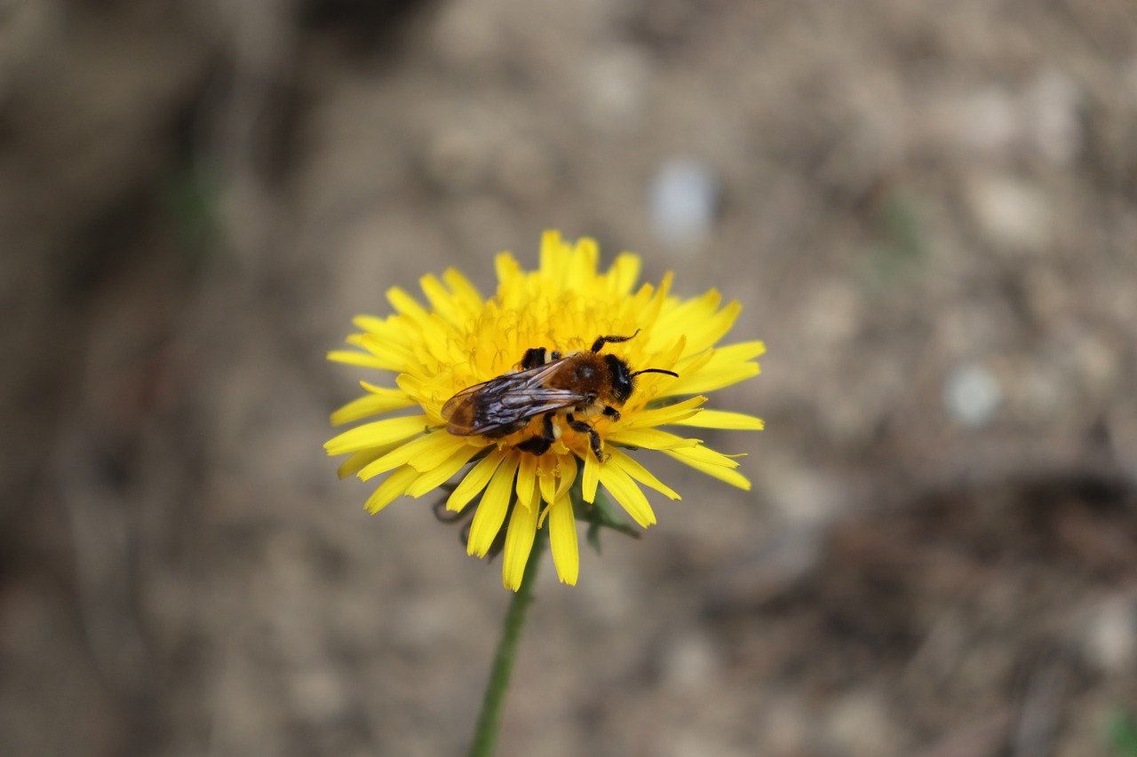 flower  bee  insects free photo