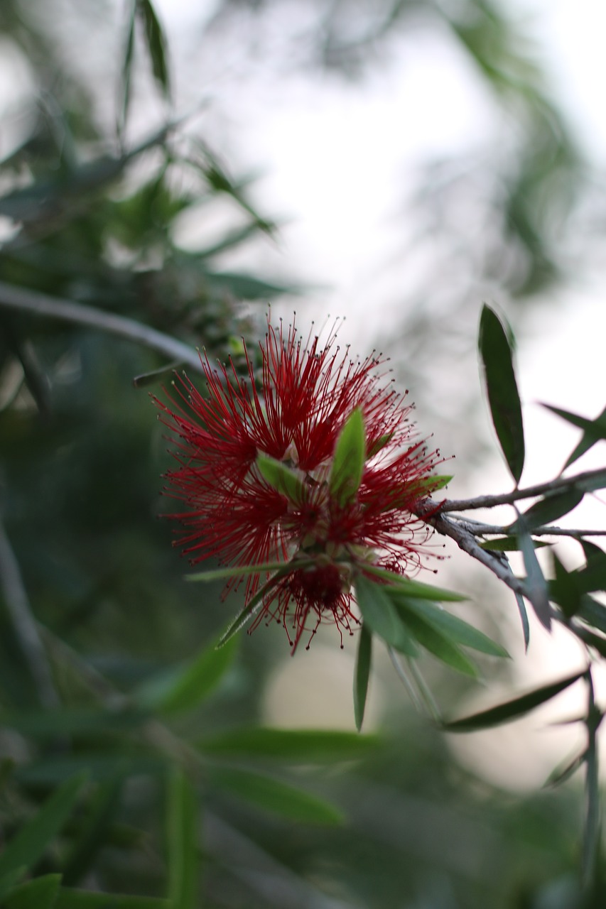 flower  beauty  blossom free photo