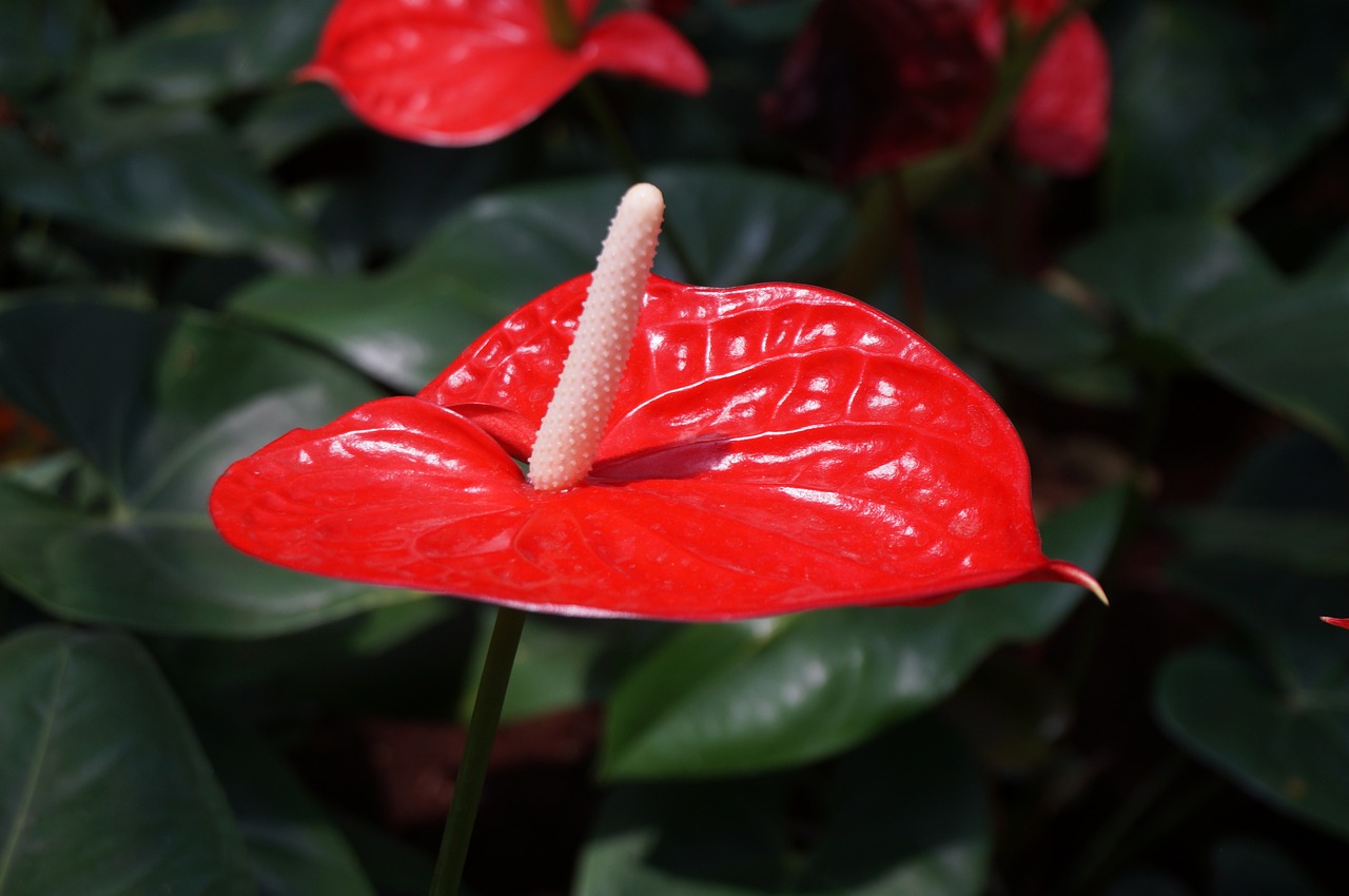 flower  flora  anthurium free photo