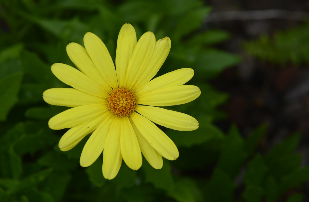 flower  yellow  nature free photo