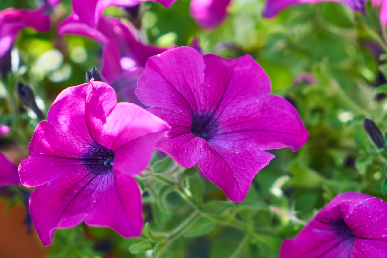 flower  violet  purple free photo