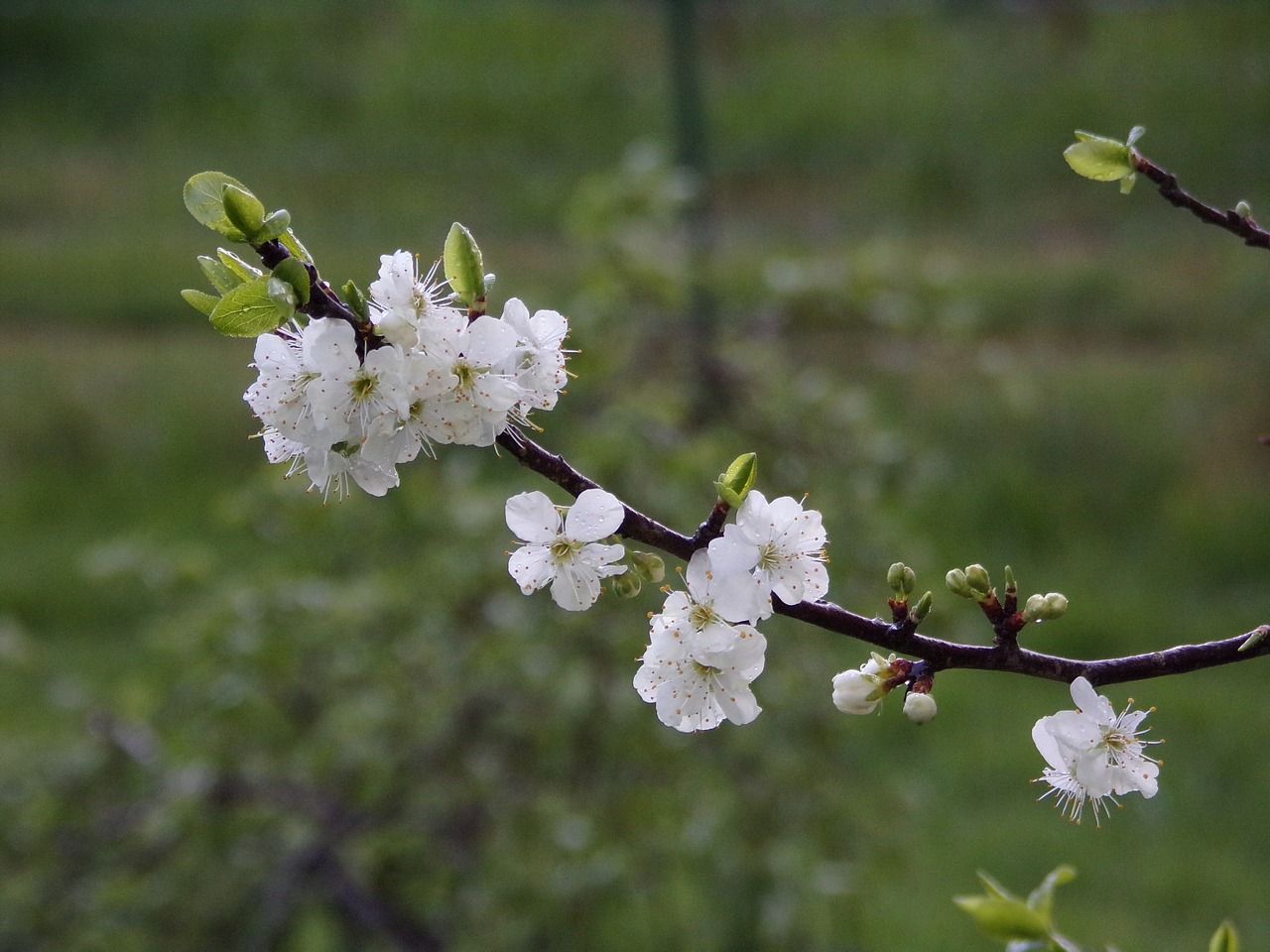 flower  white  spring free photo