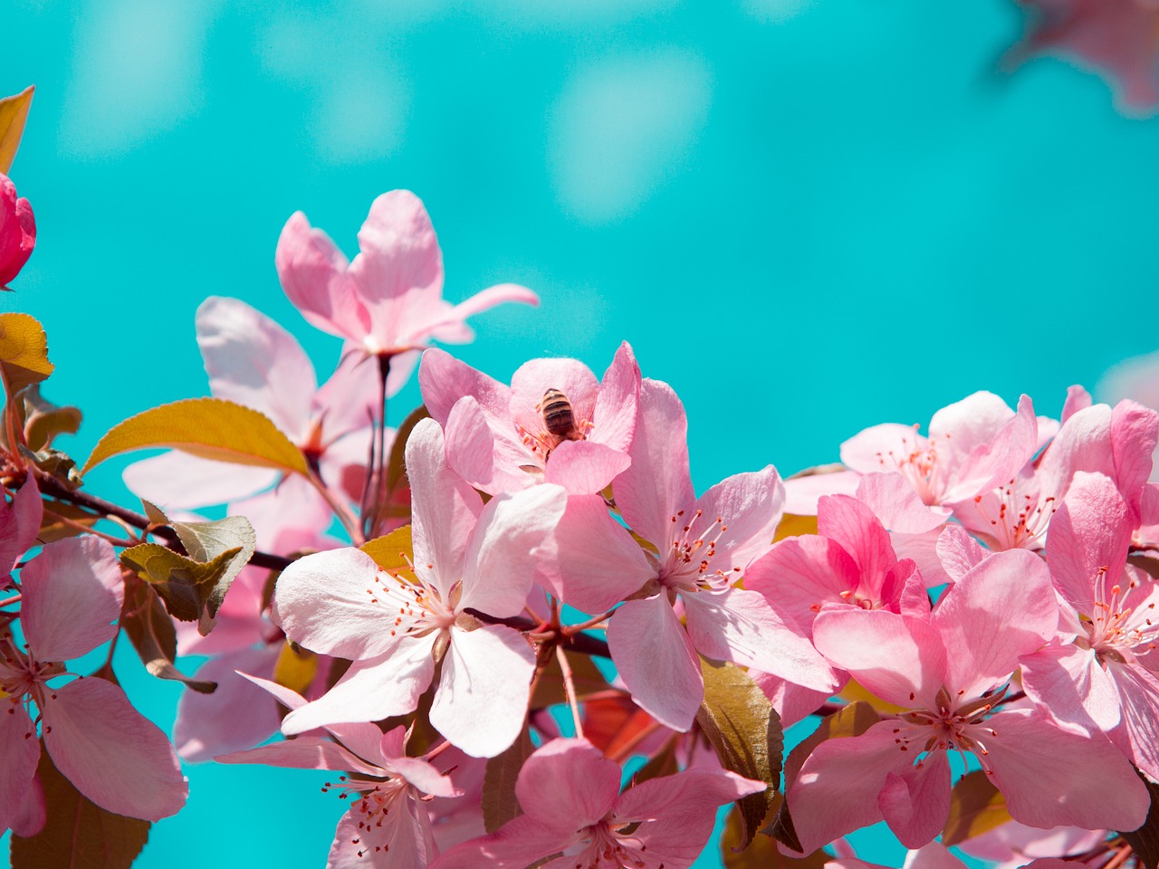 flower  bee  pink free photo