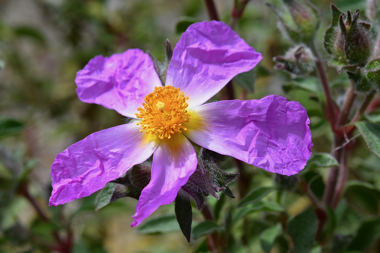 flower  flowers  flower color purple free photo