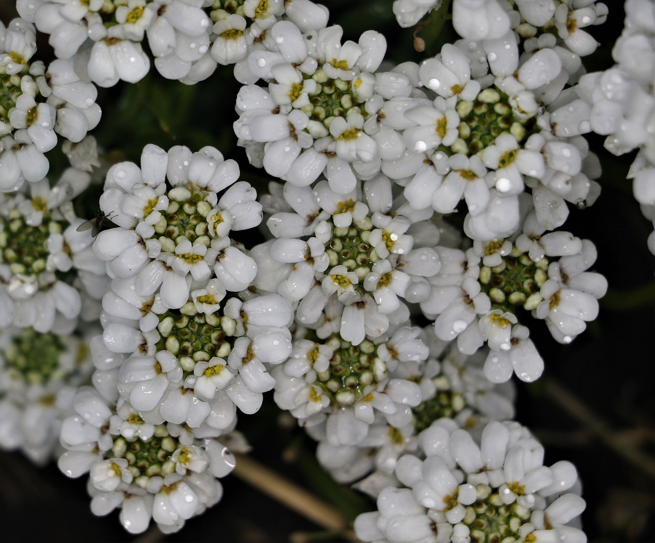 flower  floral  plant free photo