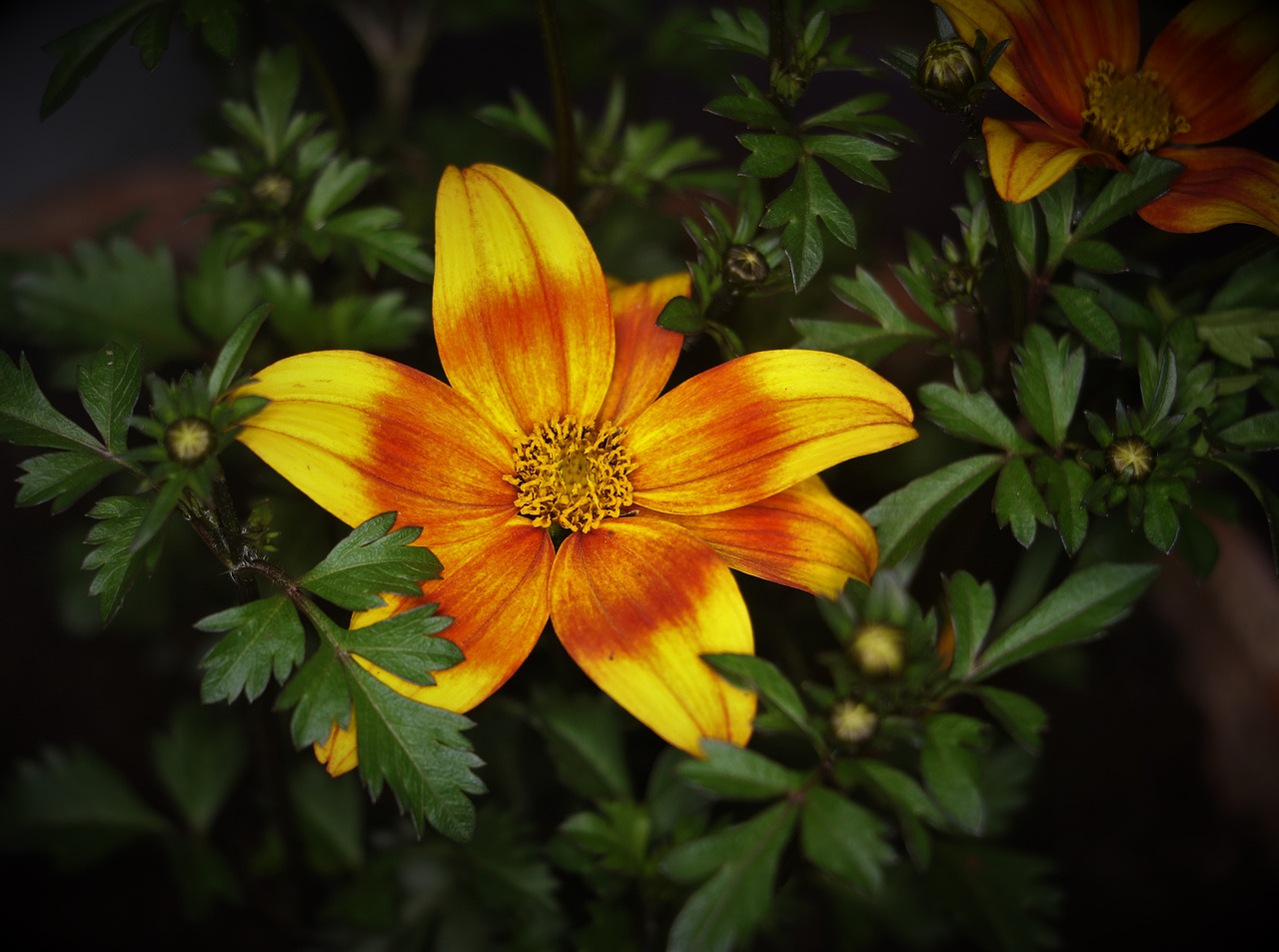 flower  red  yellow free photo