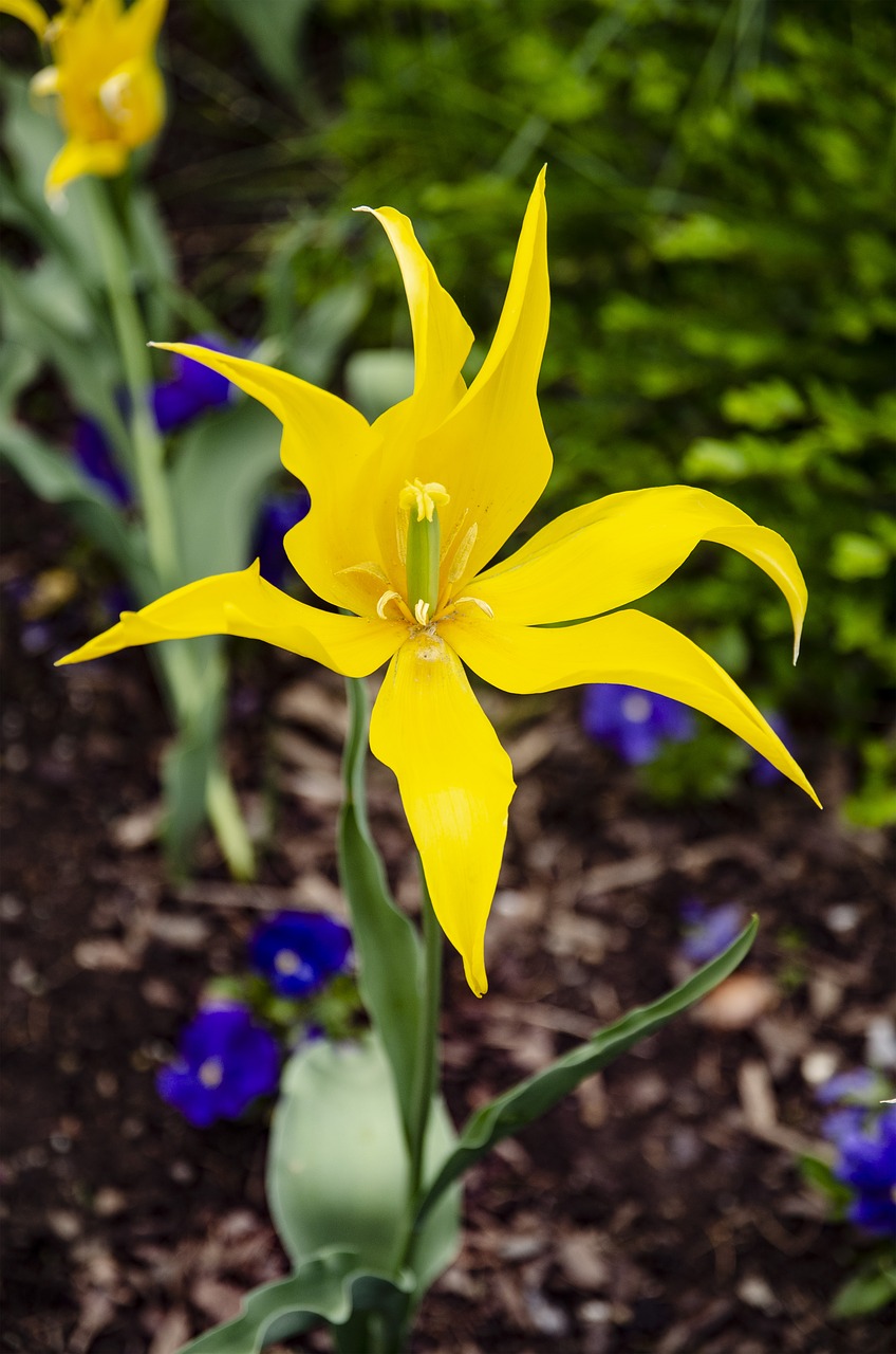 flower  flower bed  plant free photo