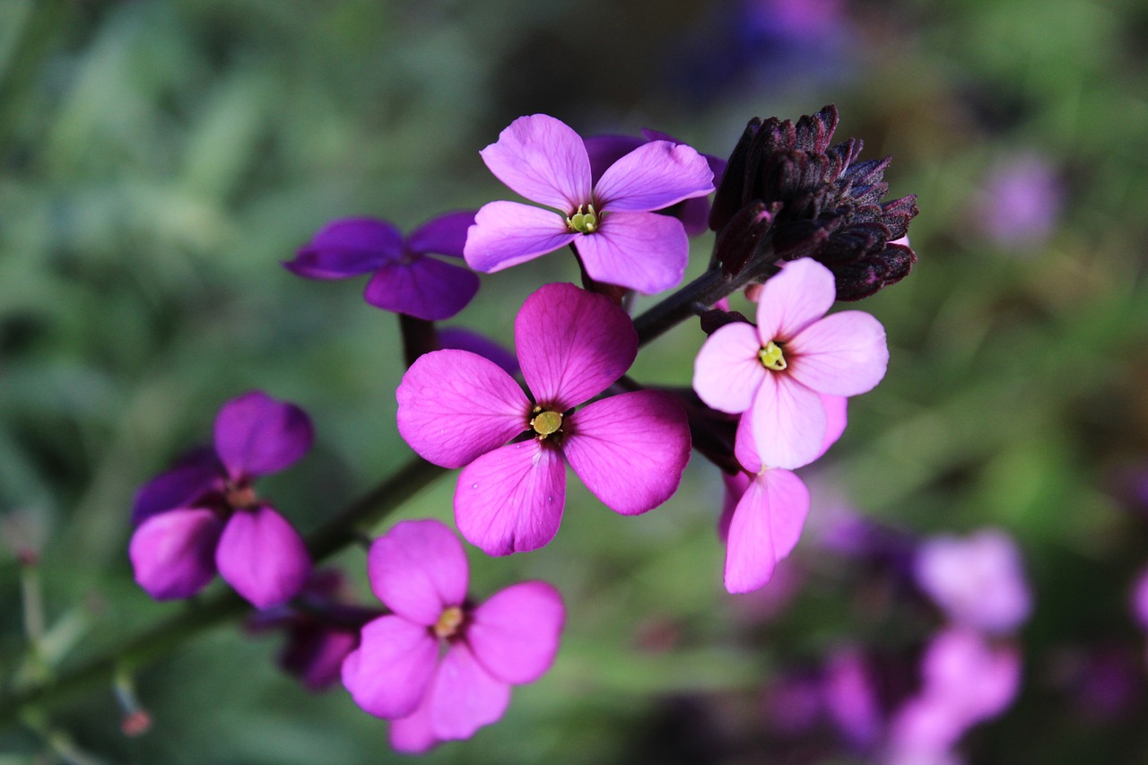 flower  wallflower  plant free photo