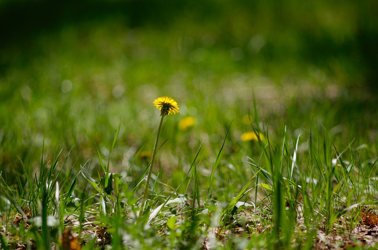 flower  dandelion  spring free photo