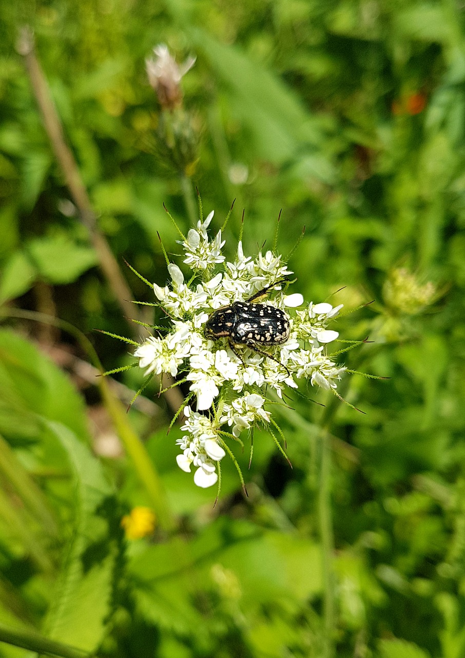 flower  bug  beetle free photo