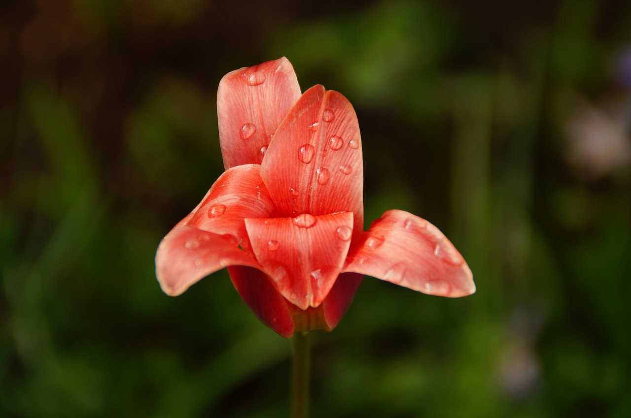 flower  drip  red free photo