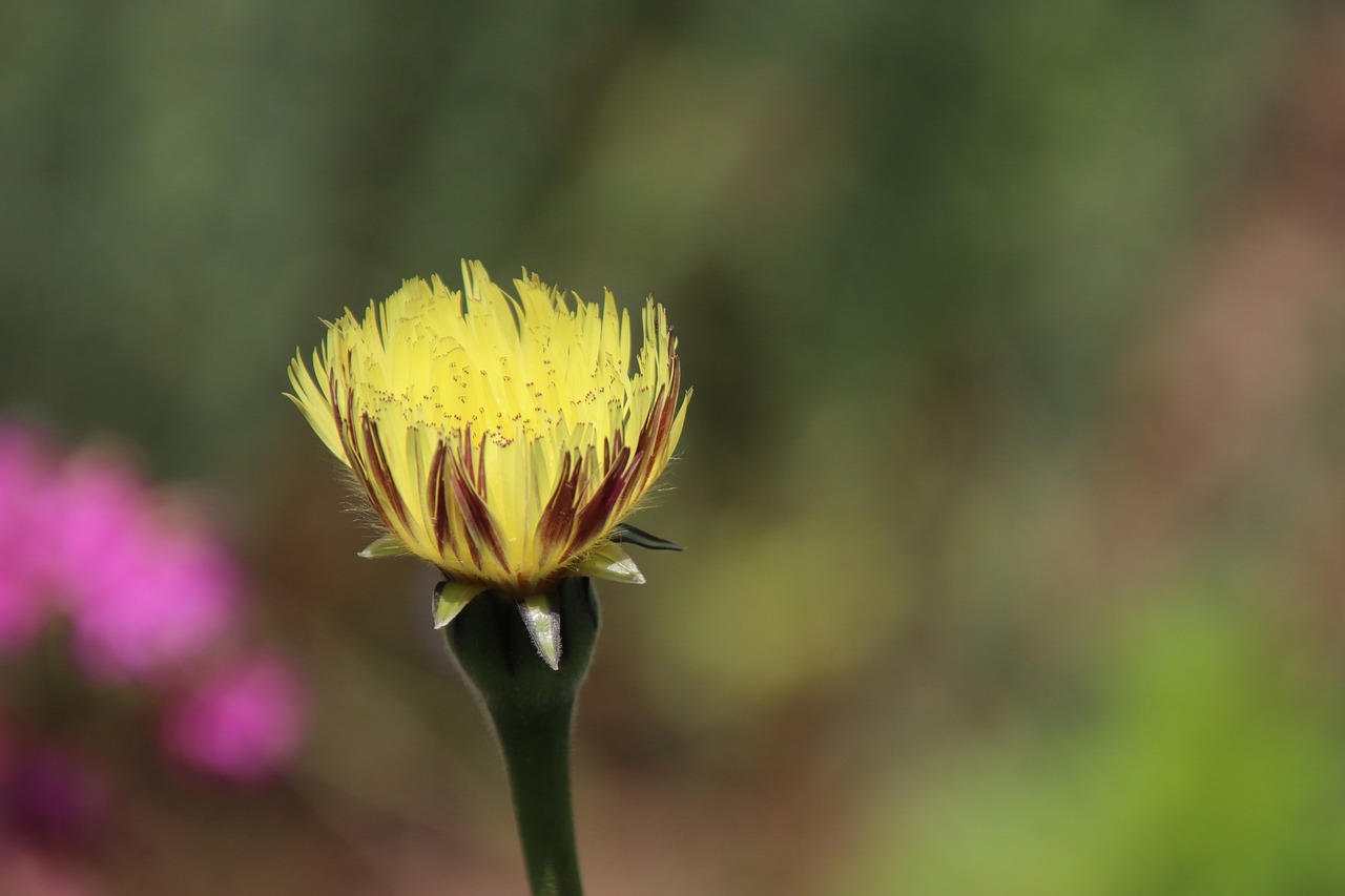 flower  yellow  plants free photo