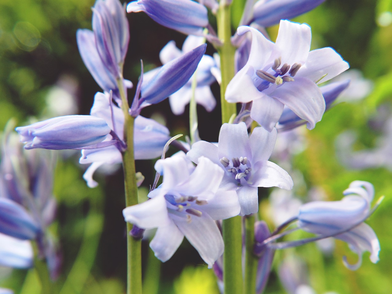 flower  purple  spring free photo