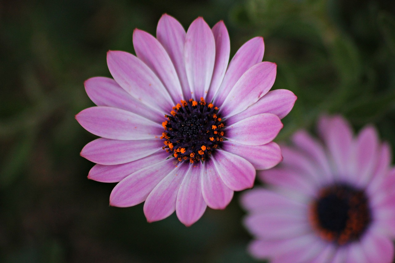 flower  beauty  bokeh free photo