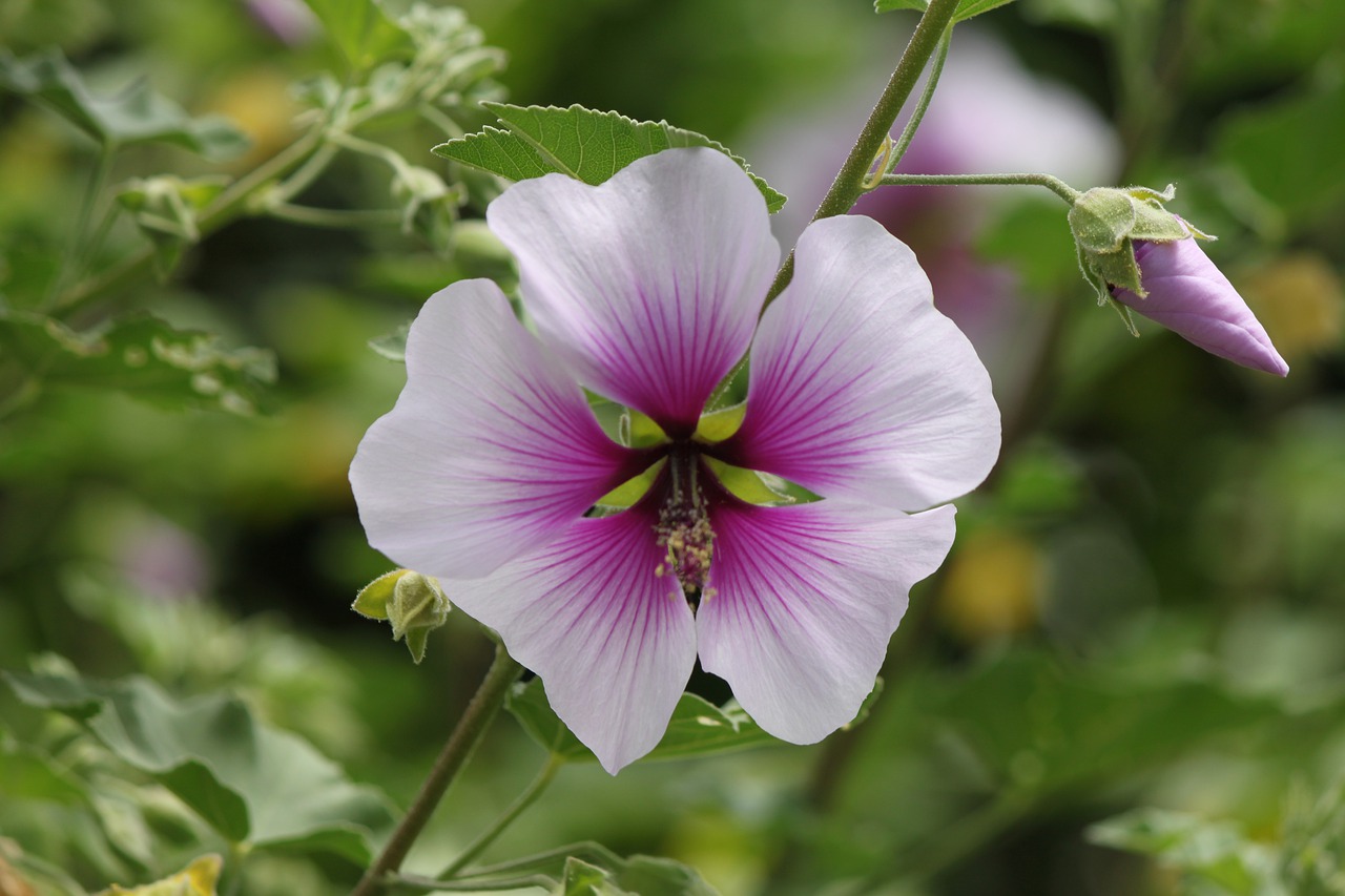 flower  white  california free photo