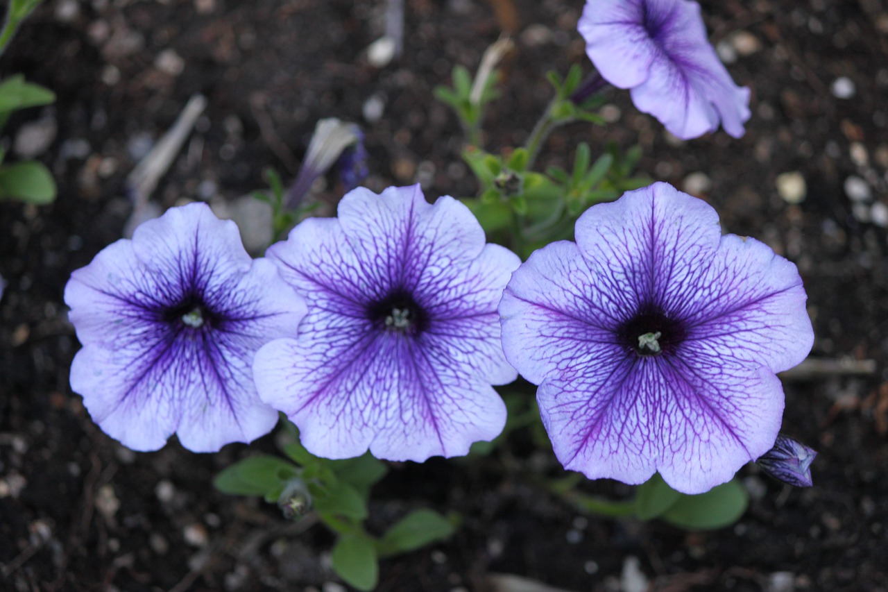 flower  blue  california free photo