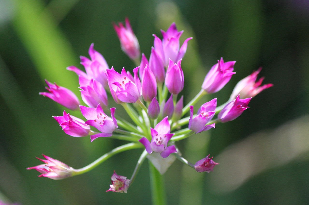 flower  pink  california free photo