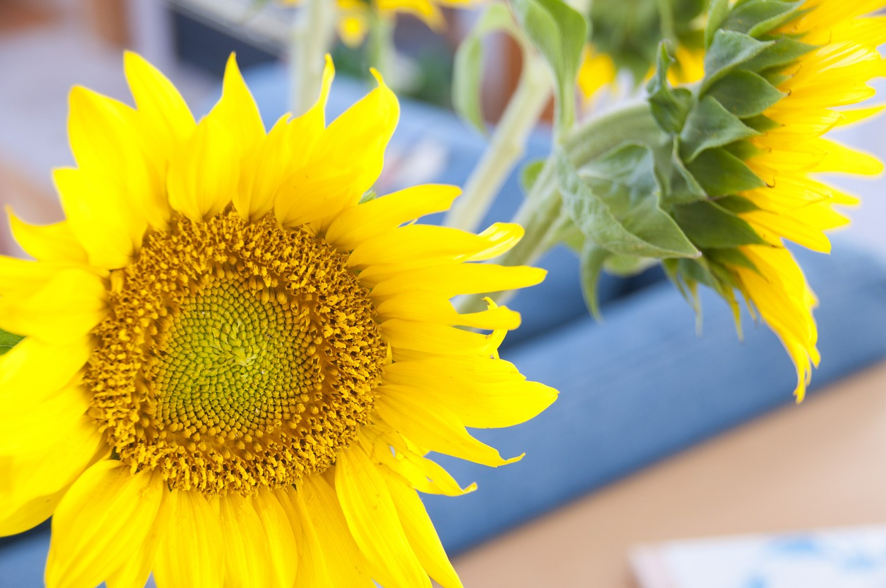 flower sunflower yellow free photo