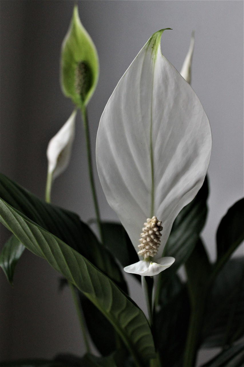 flower  white flower  exotic free photo