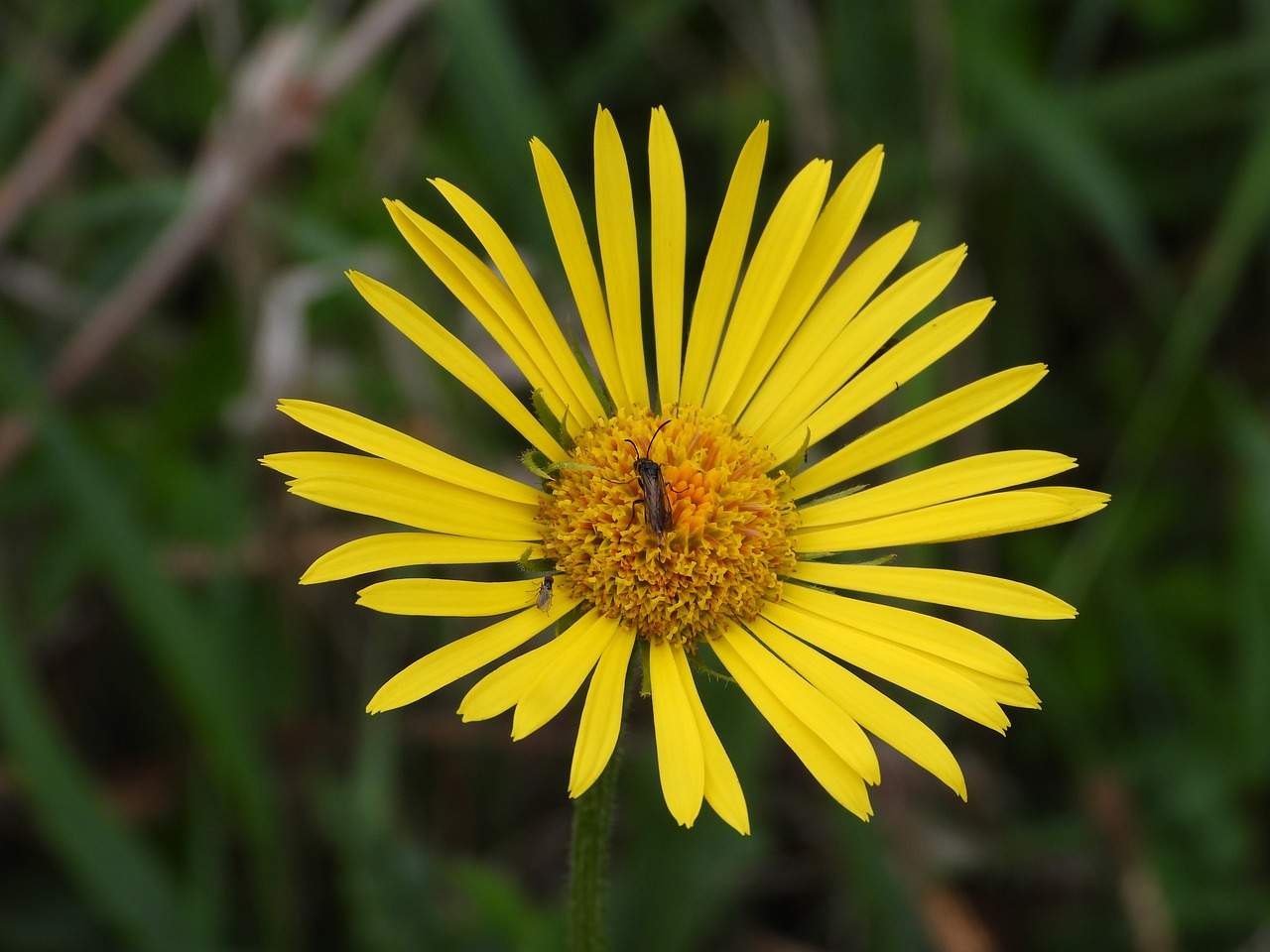 flower  yellow  bug free photo