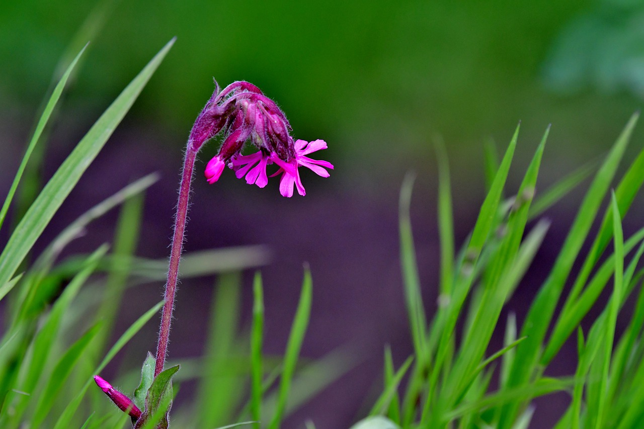 flower  purple  nature free photo