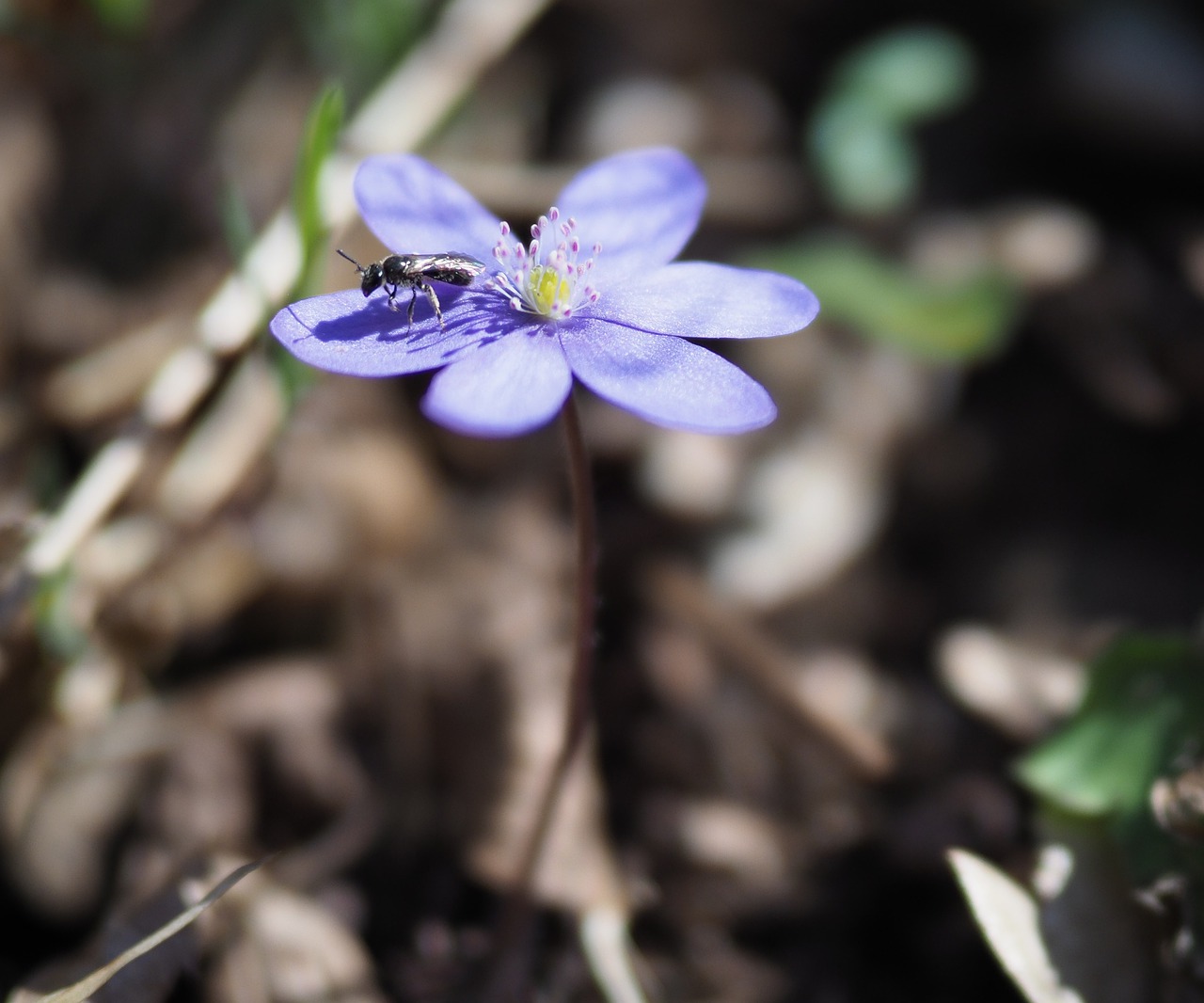 flower  purple  plant free photo