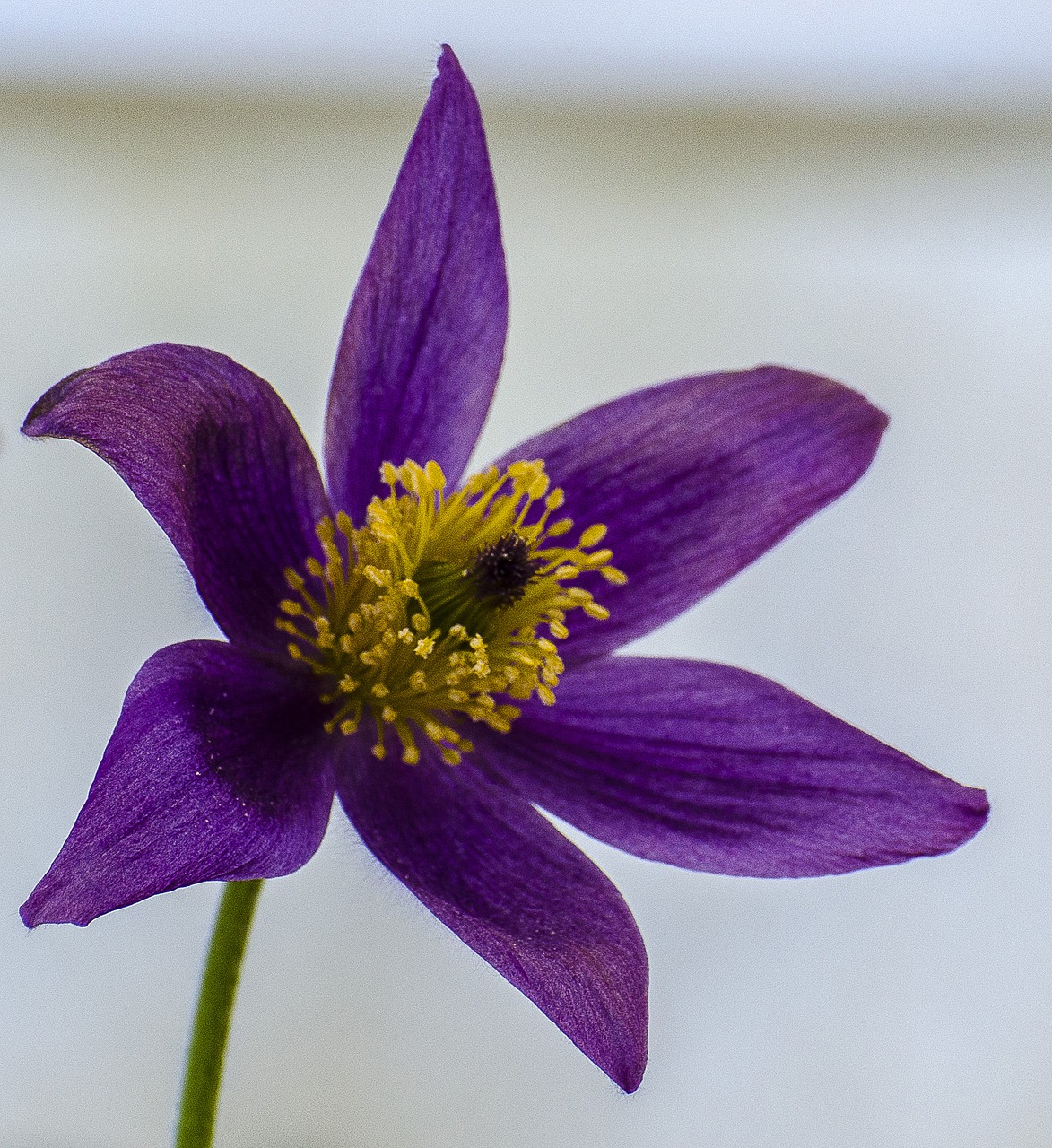 flower  pulsatilla  purple free photo