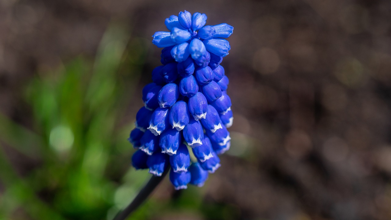 flower  macro  nature free photo