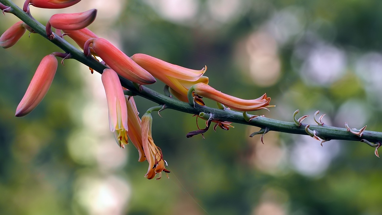 flower  aloe vera  bloom free photo