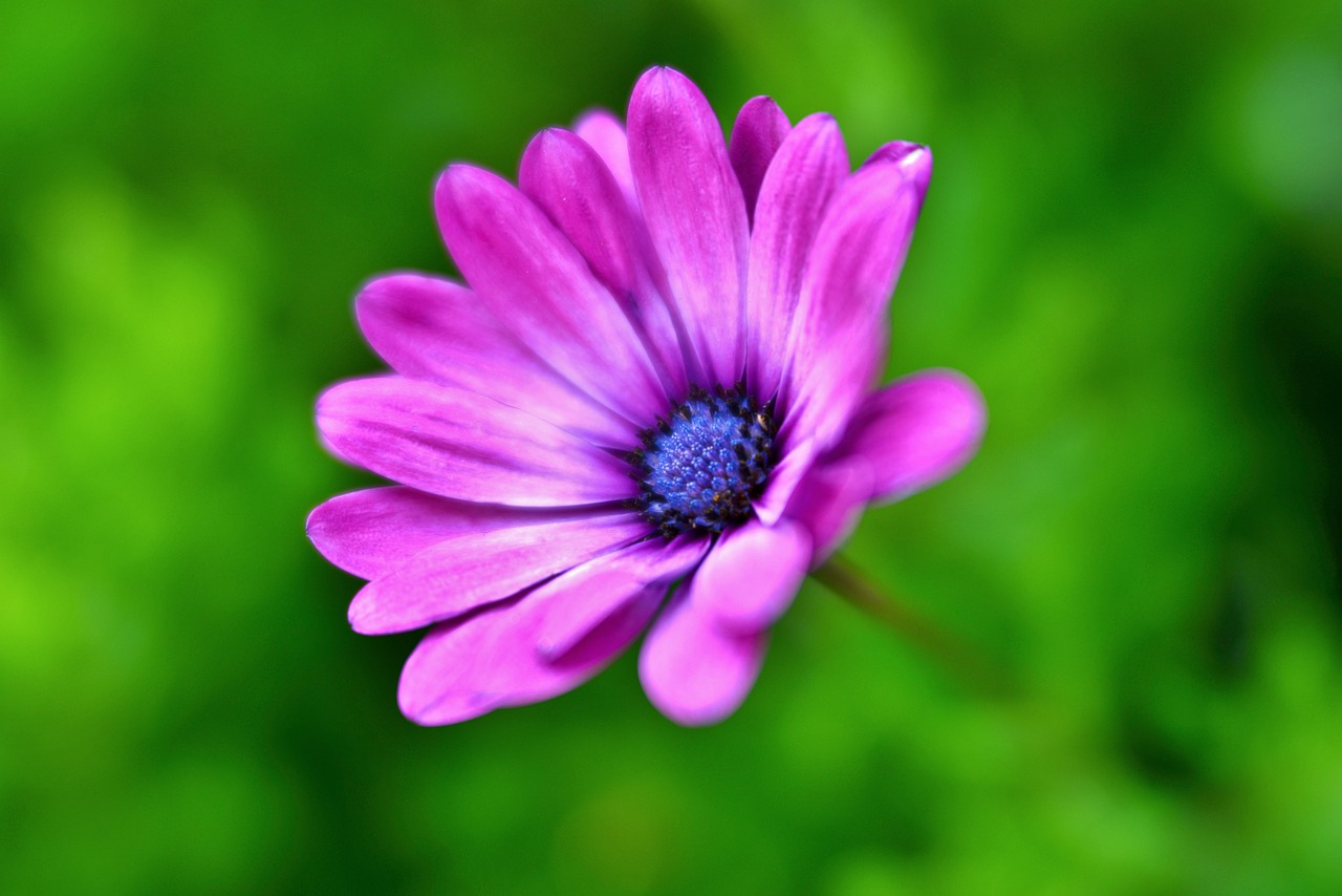 flower  purple  lilac free photo