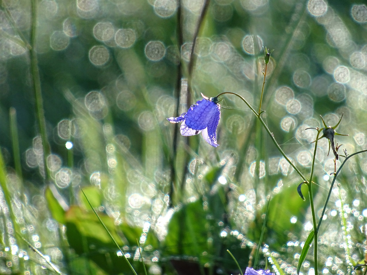 flower  floral  violet free photo