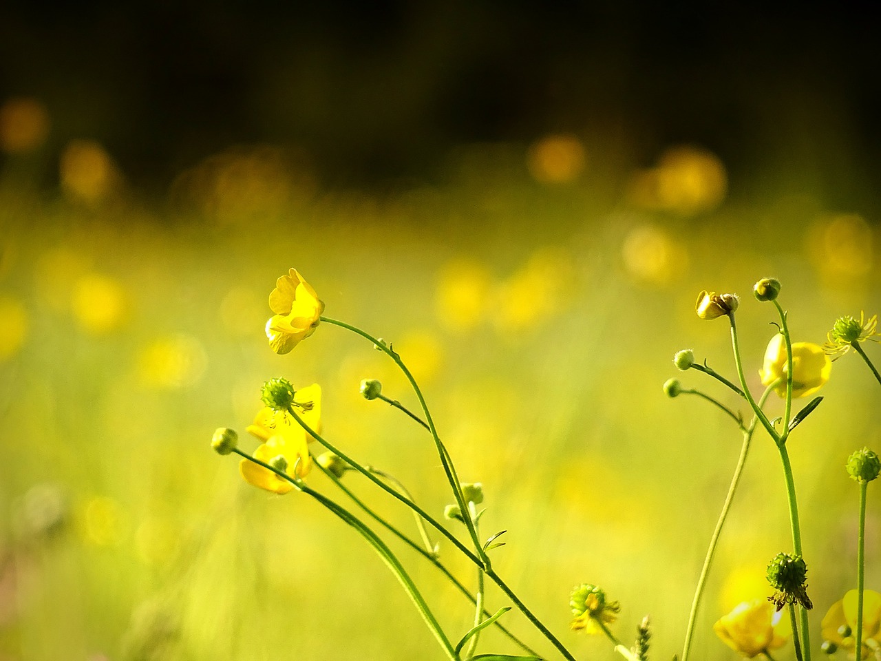 flower  floral  yellow free photo