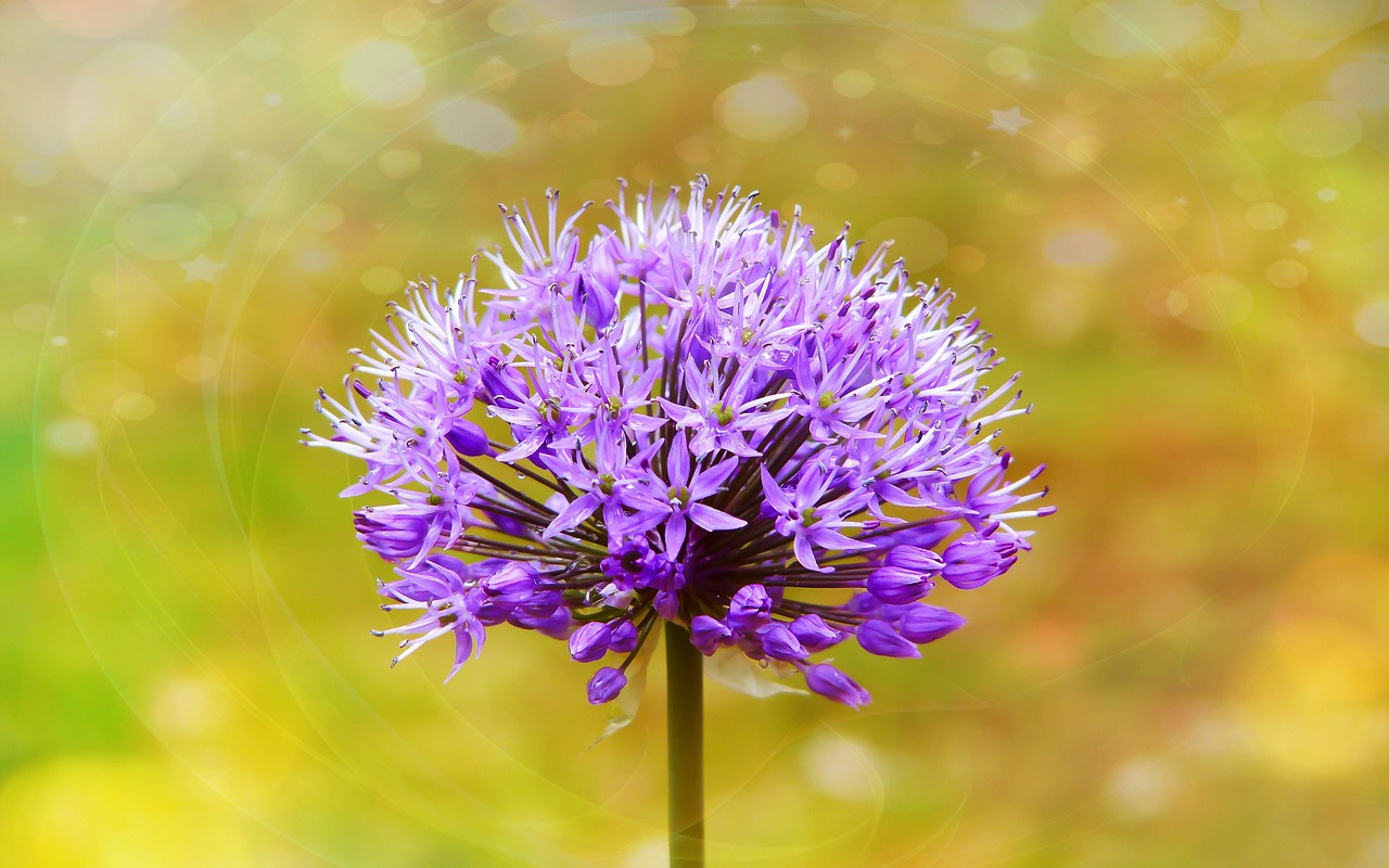 flower  the petals  posts free photo