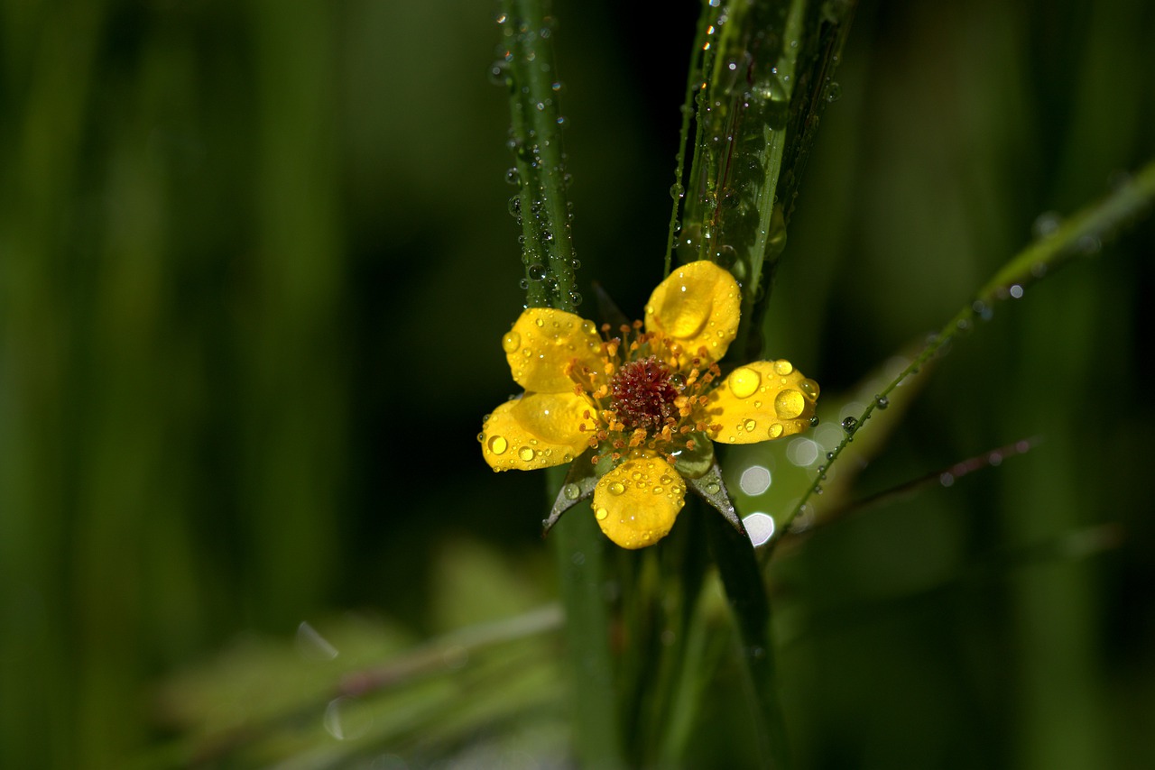 flower  yellow  wet free photo