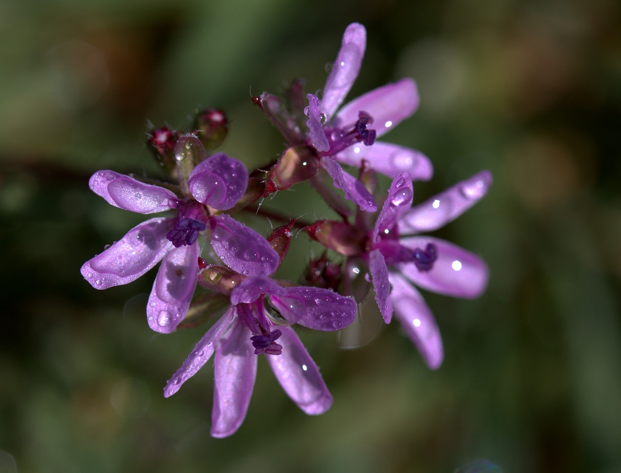 flower  mov  wet free photo