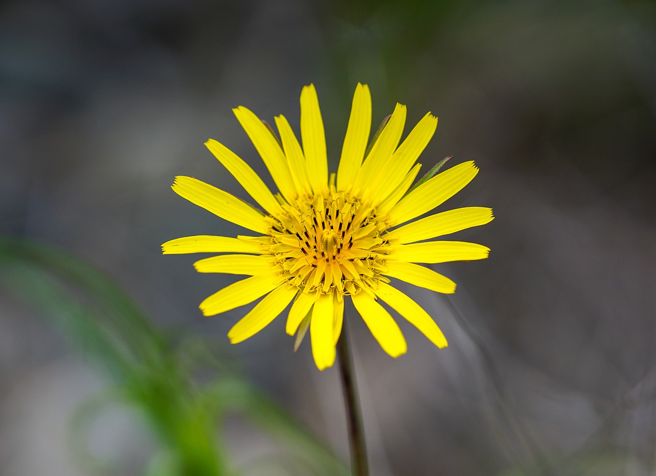 flower  yellow  plant free photo