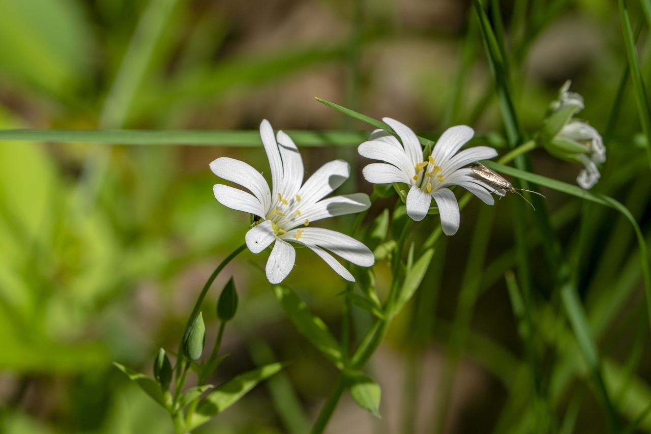 flower  insect  nature free photo