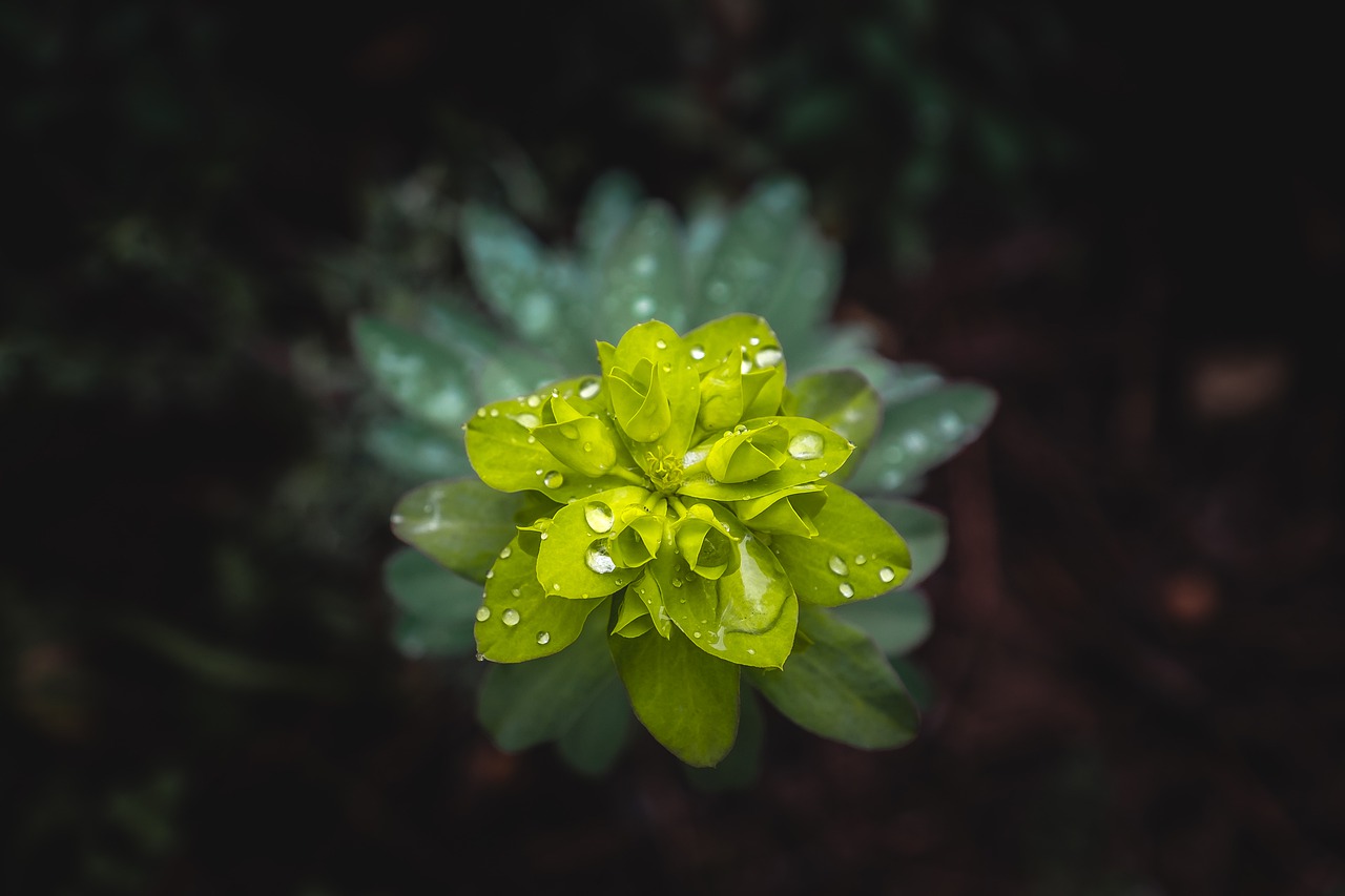 flower  green  flowers free photo