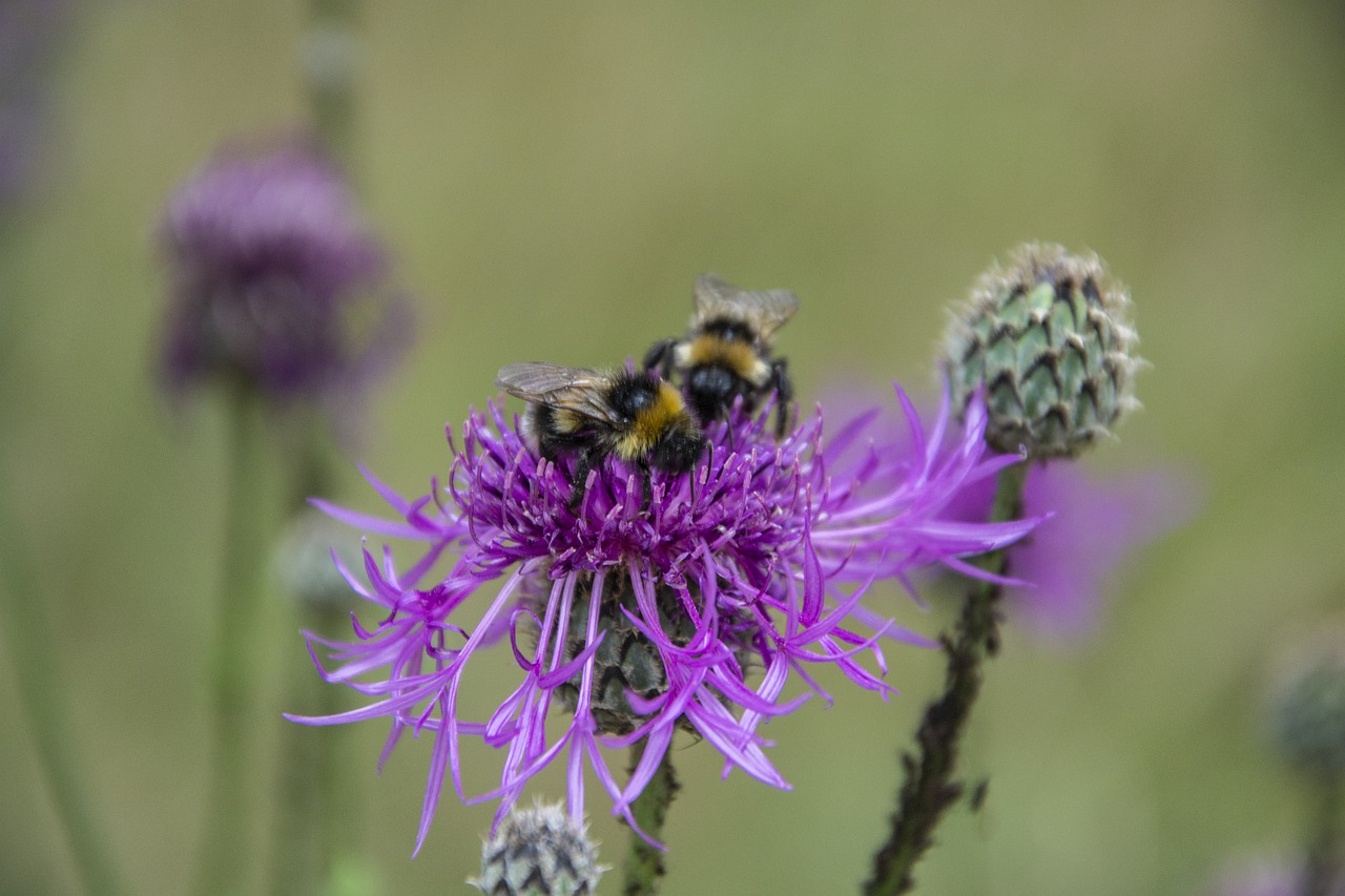 flower  insect  bee free photo