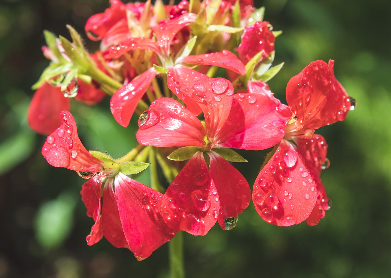 flower  red  petals free photo