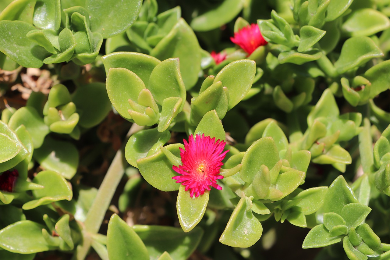 flower  plant  garden free photo